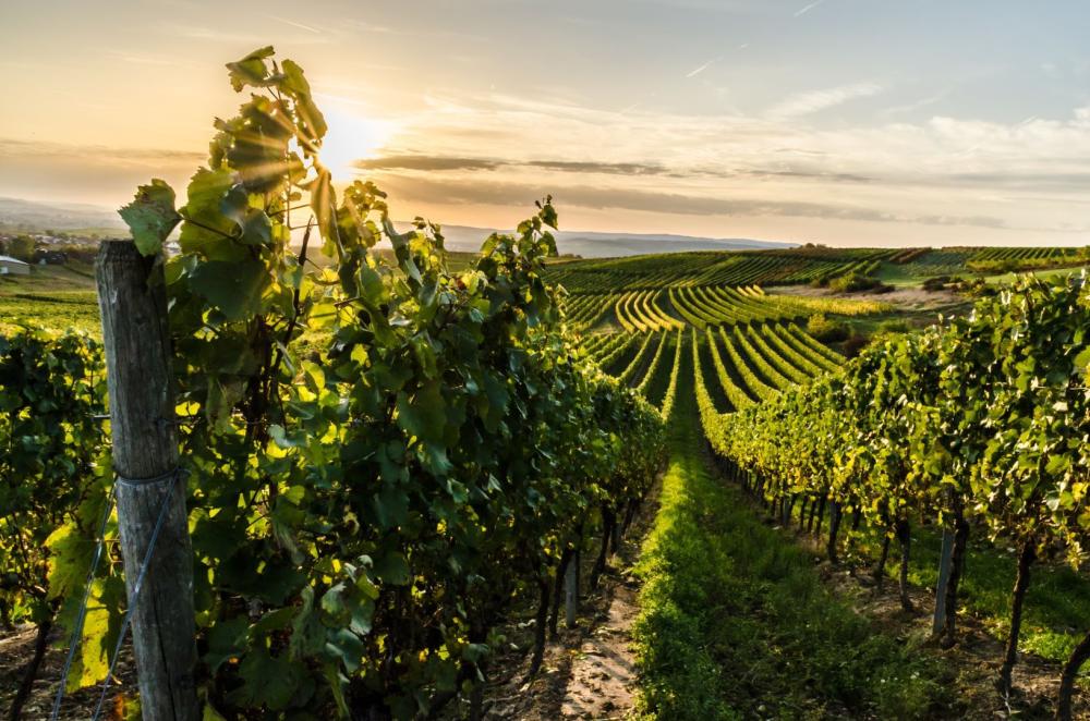 Domaine Viticole près de Montpellier