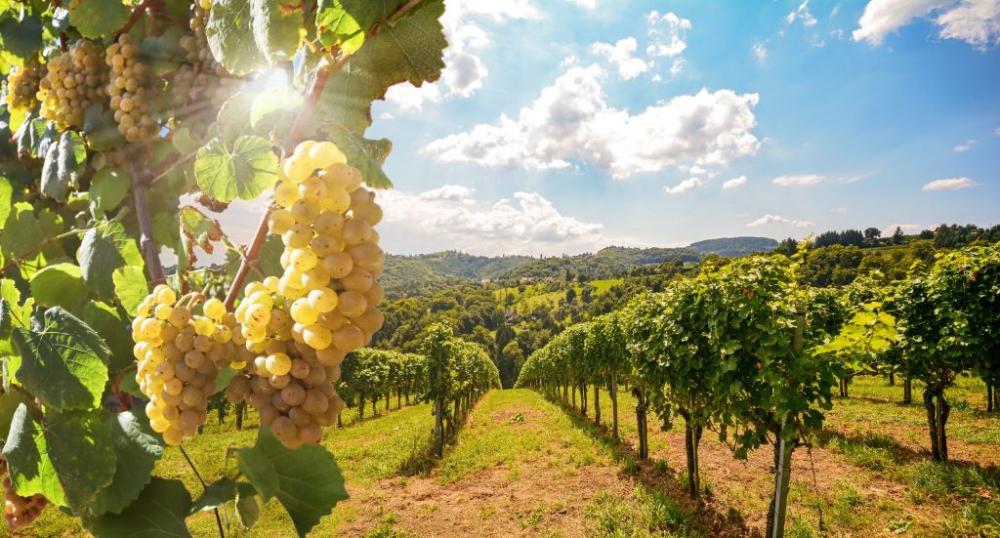 Vignes près de Montpellier