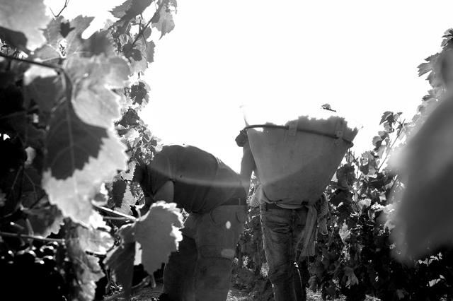 Vendange domaine sicard